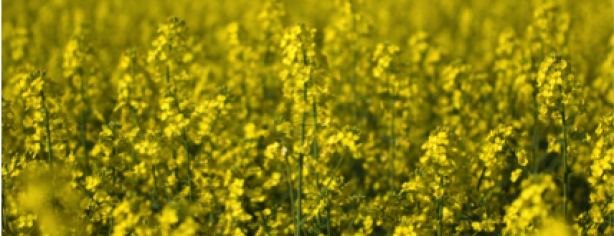 Nasal Sprays Safe For Pregnancy Nasal Sprays Safe For Pregnancy